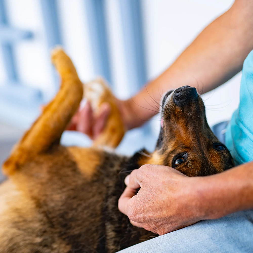 MTF 8043 interna medicina