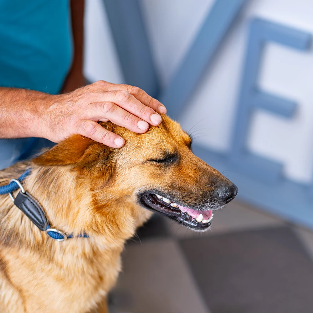 MTF 8765 stomatologija